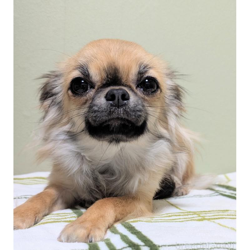 販売中の三重県のチワワ(ロングコート)-392987の4枚目