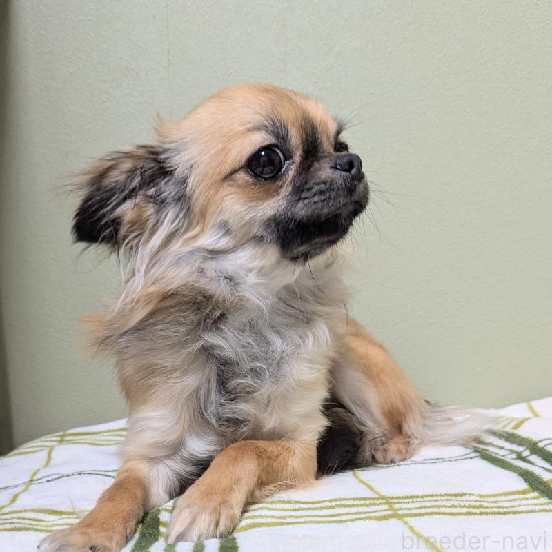 販売中の三重県のチワワ(ロングコート)-392987の3枚目