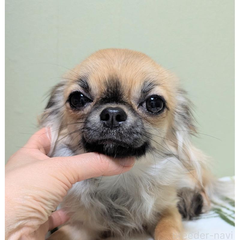 販売中の三重県のチワワ(ロングコート)-392987の2枚目