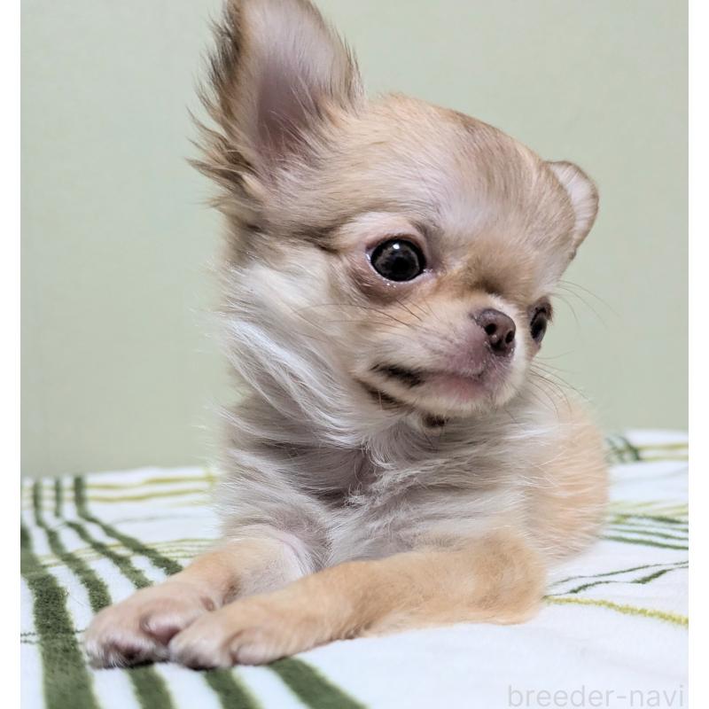 販売中の三重県のチワワ(ロングコート)-433696の8枚目