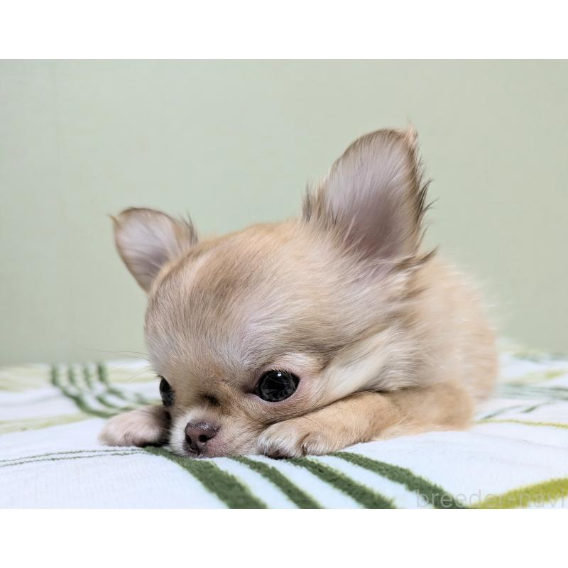 販売中の三重県のチワワ(ロングコート)-433696の7枚目