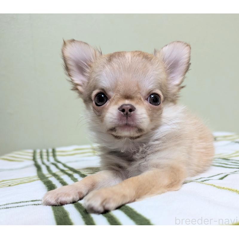 販売中の三重県のチワワ(ロングコート)-433696の6枚目