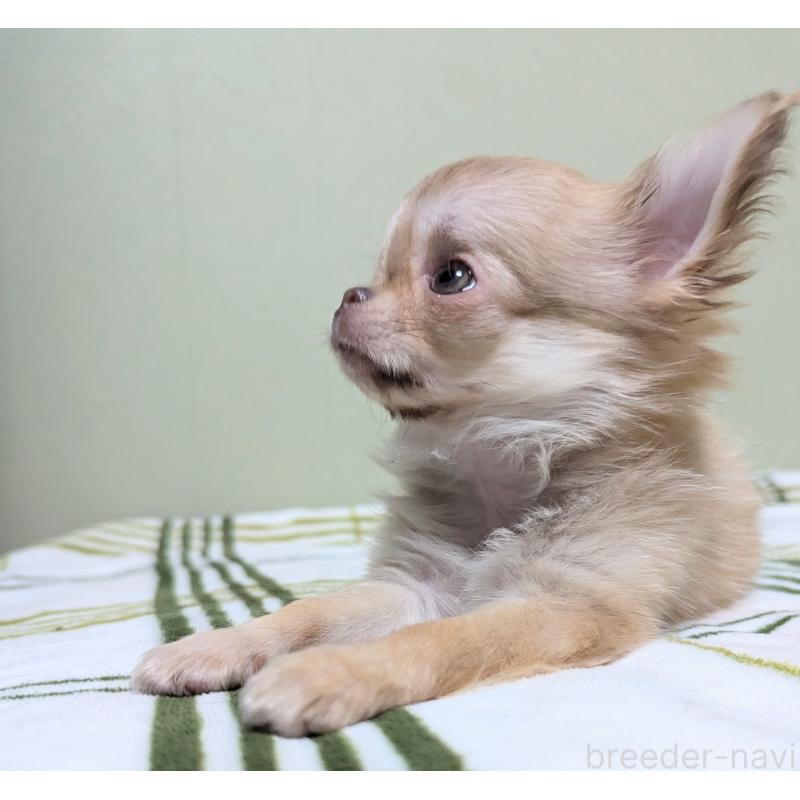 販売中の三重県のチワワ(ロングコート)-433696の5枚目