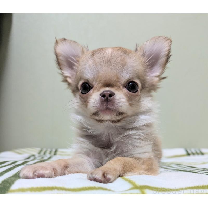 販売中の三重県のチワワ(ロングコート)-433696の4枚目