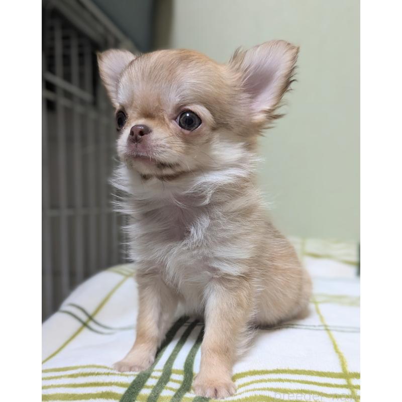 販売中の三重県のチワワ(ロングコート)-433696の2枚目