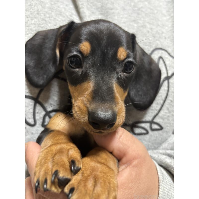 販売中の茨城県のミニチュアダックスフンド(スムースヘアード)-440537の6枚目