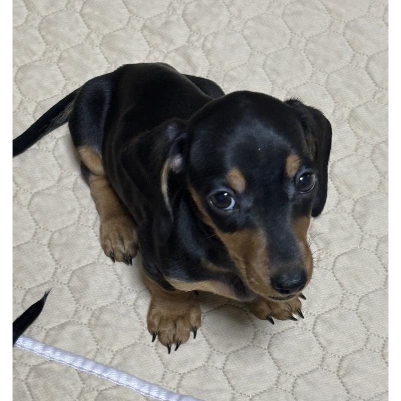 販売中の茨城県のミニチュアダックスフンド(スムースヘアード)-440537の5枚目