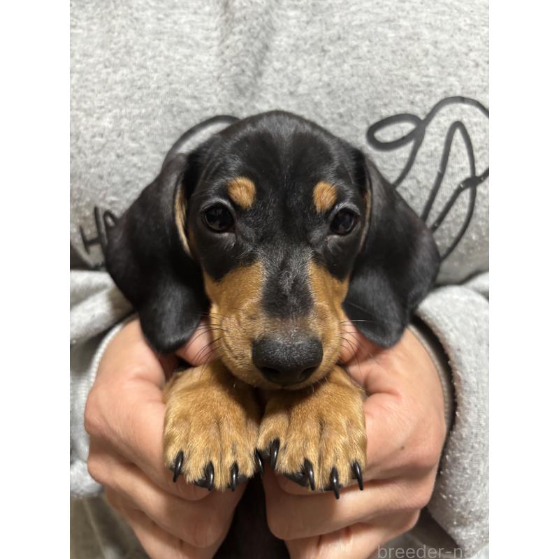 販売中の茨城県のミニチュアダックスフンド(スムースヘアード)-440540の4枚目