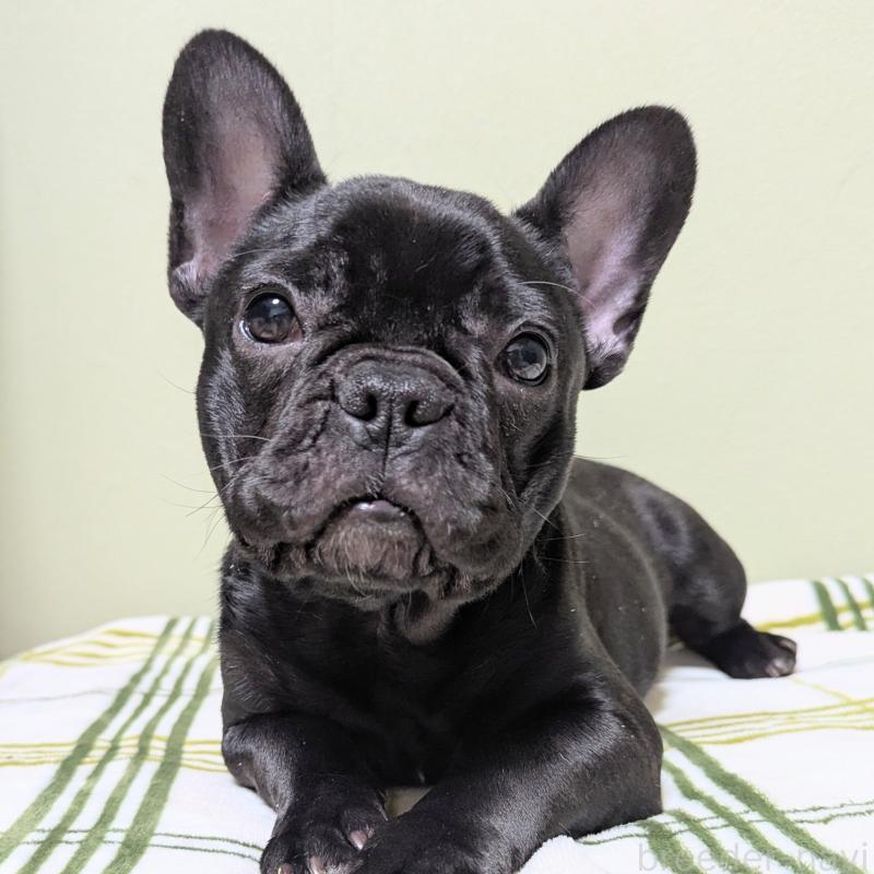 販売中の三重県のフレンチブルドッグ-426295