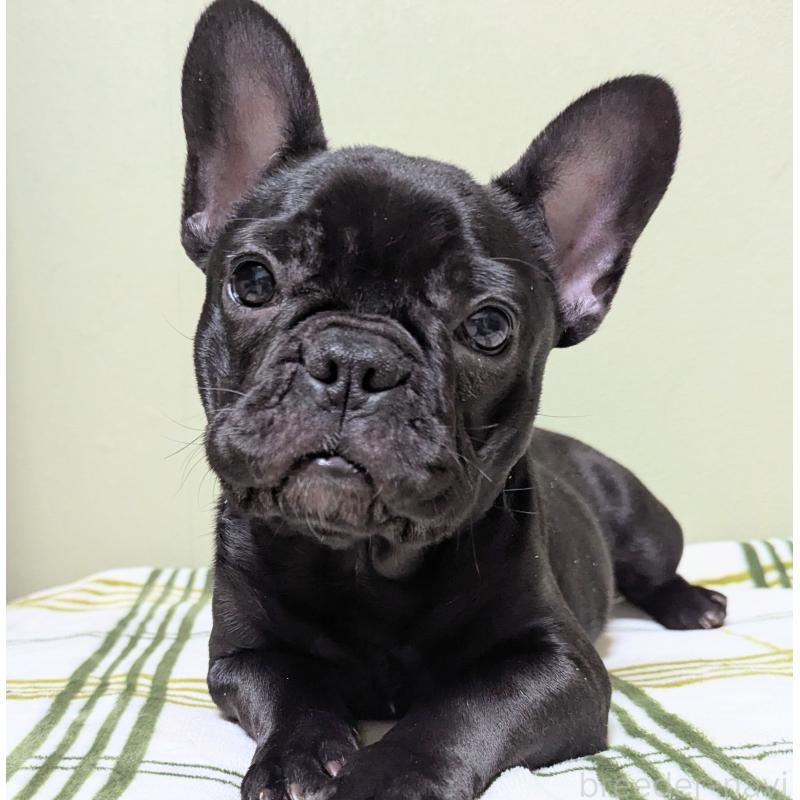 販売中の三重県のフレンチブルドッグ-426295の5枚目