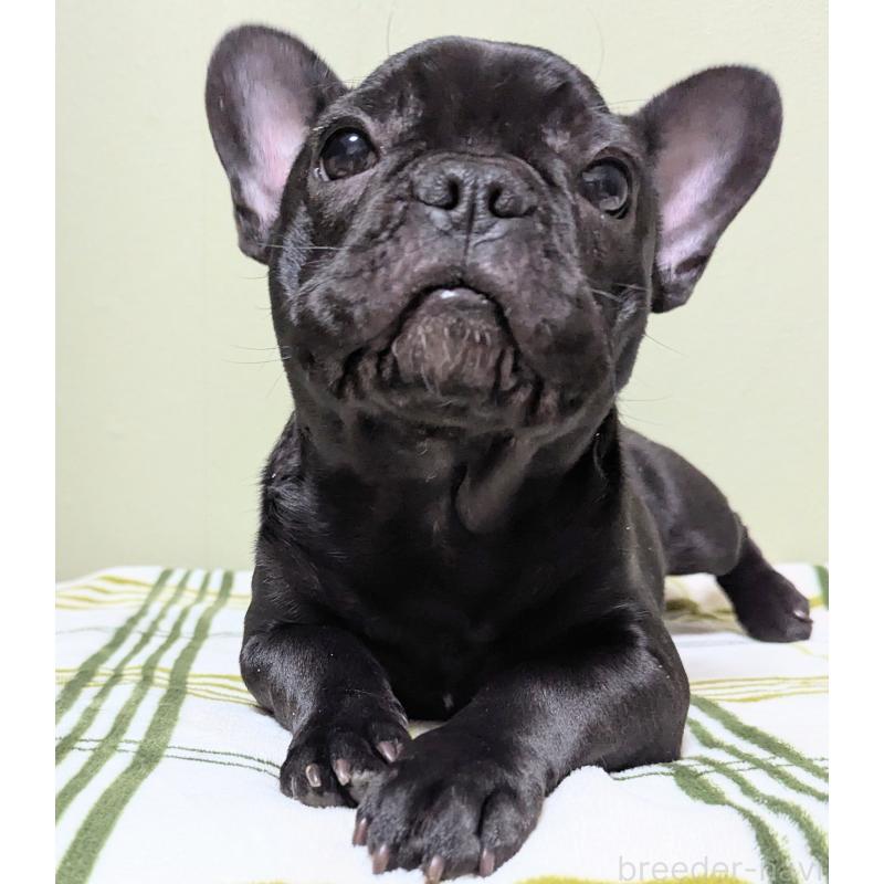販売中の三重県のフレンチブルドッグ-426295の4枚目