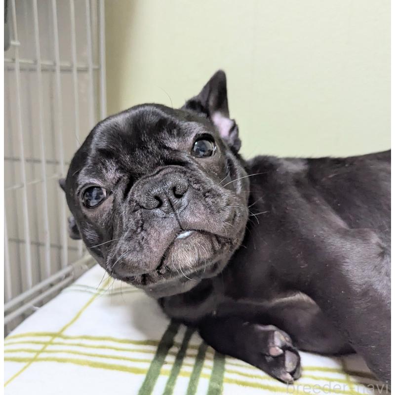 販売中の三重県のフレンチブルドッグ-426295の3枚目