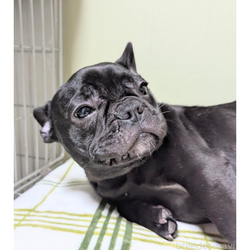 販売中の三重県のフレンチブルドッグ-426295の2枚目