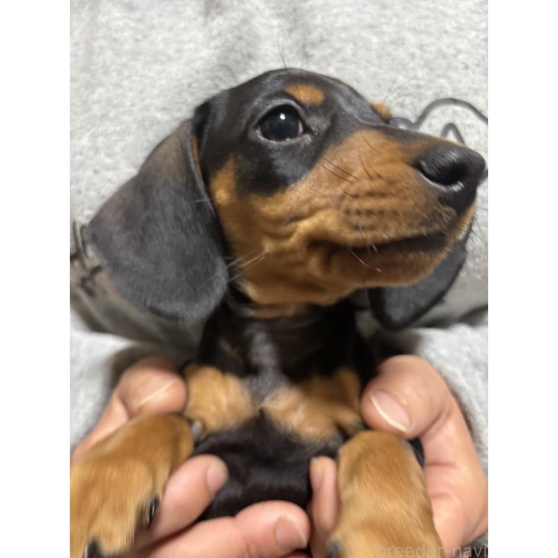 販売中の茨城県のミニチュアダックスフンド(スムースヘアード)-440539の5枚目