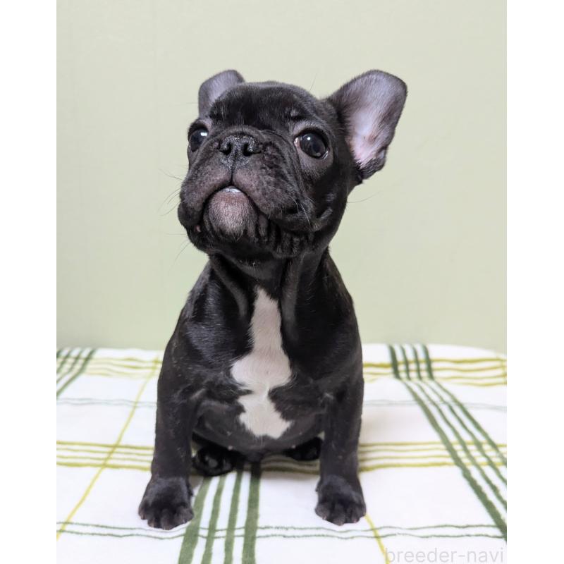 販売中の三重県のフレンチブルドッグ-433700の6枚目