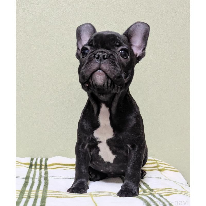 販売中の三重県のフレンチブルドッグ-433700の5枚目