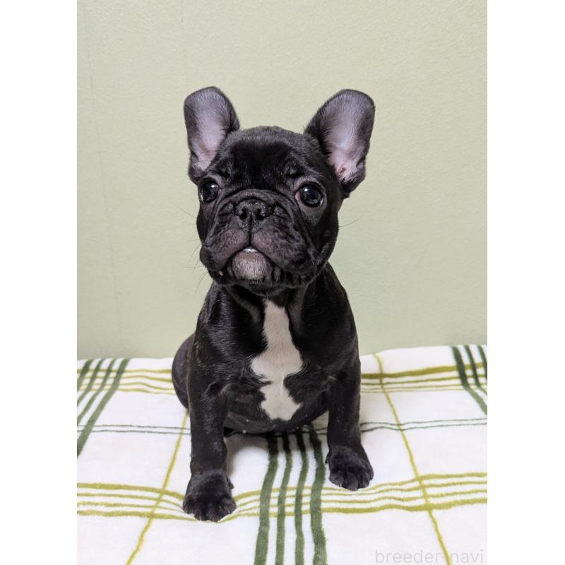 販売中の三重県のフレンチブルドッグ-433700の4枚目