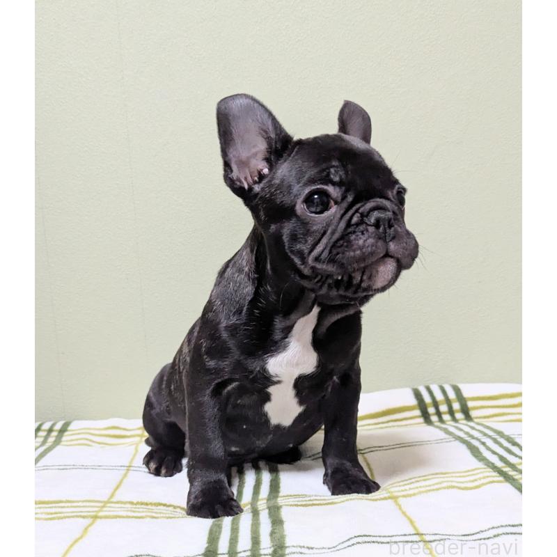 販売中の三重県のフレンチブルドッグ-433700の3枚目