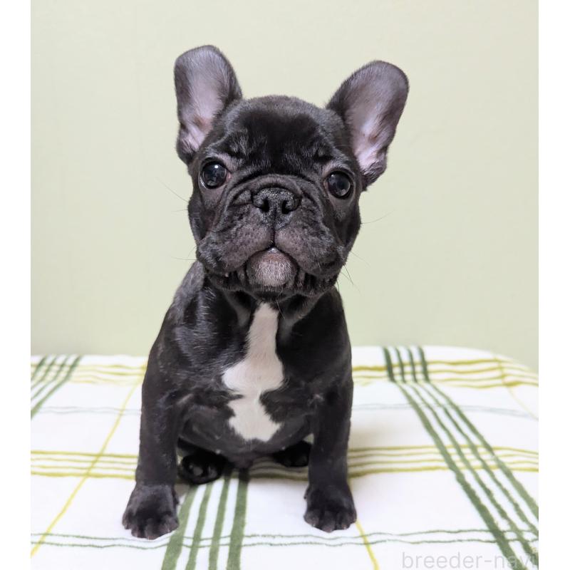 販売中の三重県のフレンチブルドッグ-433700の2枚目
