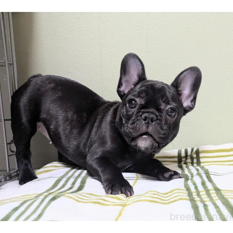 販売中の三重県のフレンチブルドッグ-433703の6枚目