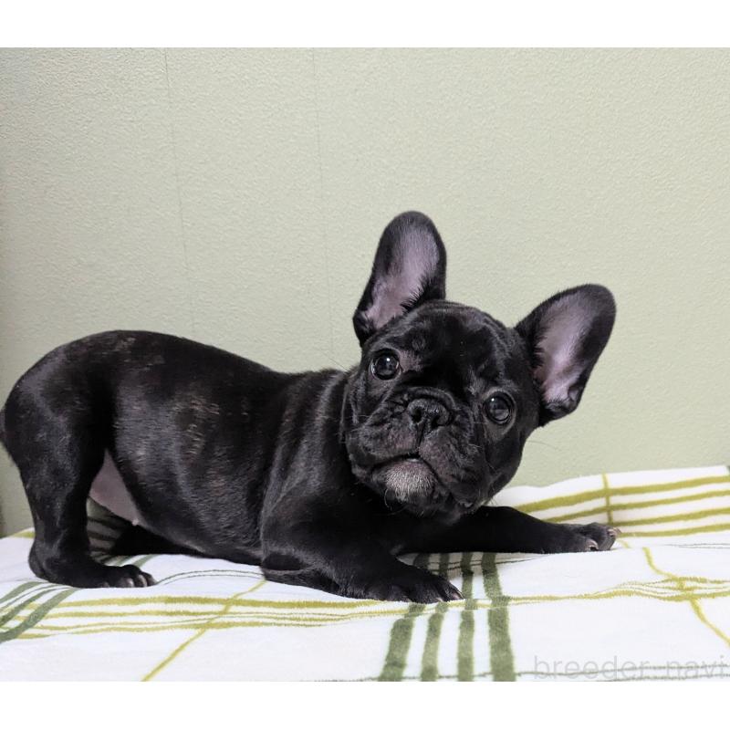 販売中の三重県のフレンチブルドッグ-433703の5枚目