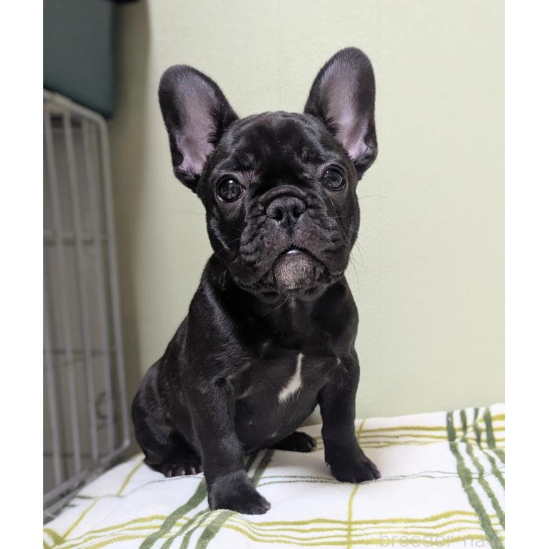 販売中の三重県のフレンチブルドッグ-433703の4枚目