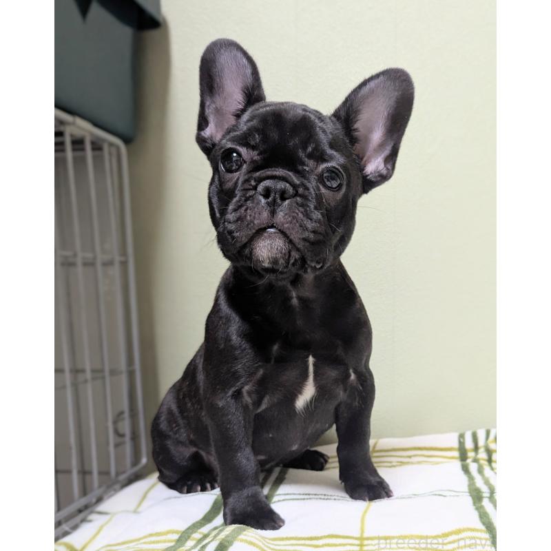 販売中の三重県のフレンチブルドッグ-433703の3枚目