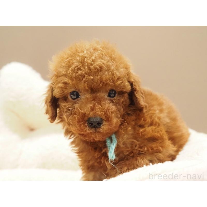 販売中の愛知県のトイプードル-442629の6枚目