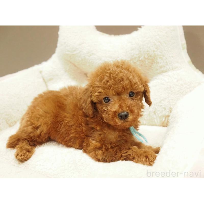 販売中の愛知県のトイプードル-442629の5枚目