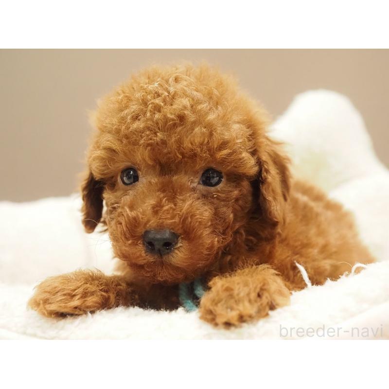 販売中の愛知県のトイプードル-442629の4枚目