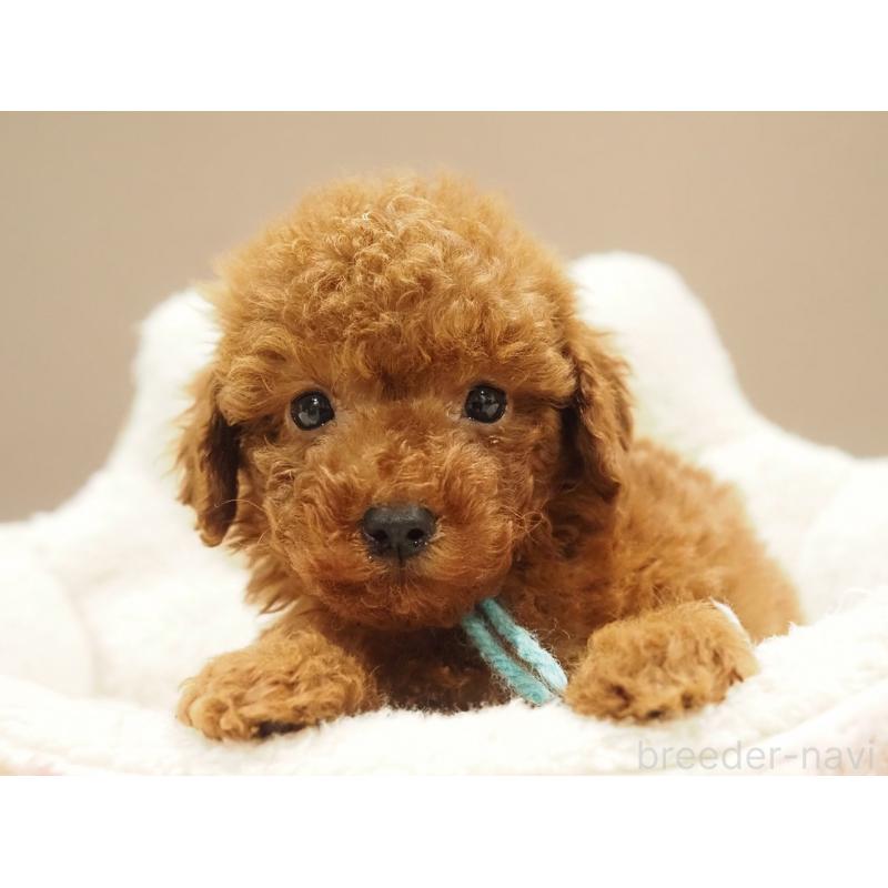 販売中の愛知県のトイプードル-442629の3枚目