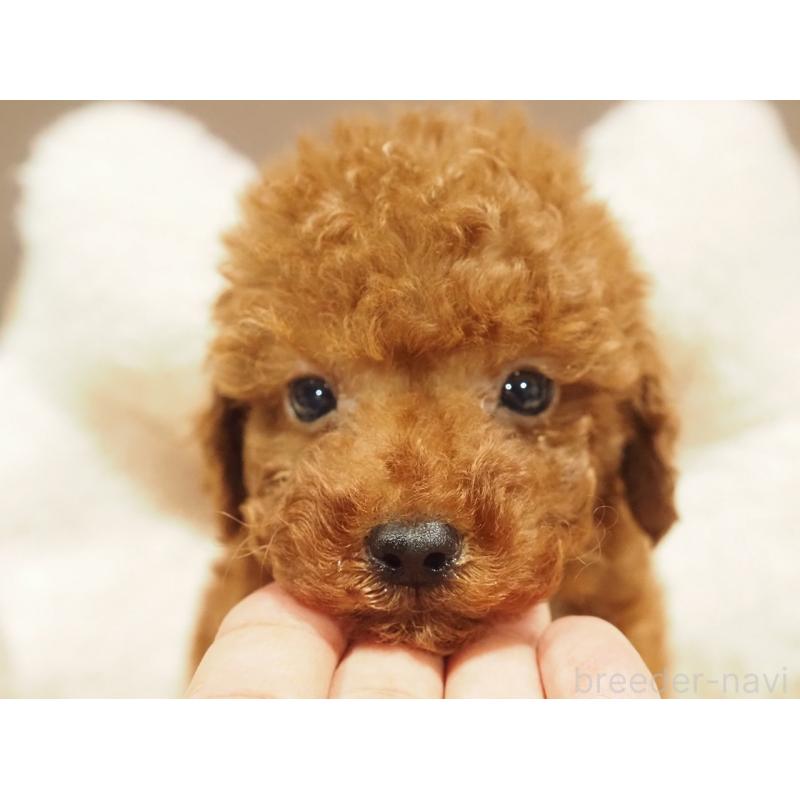 販売中の愛知県のトイプードル-442629の2枚目