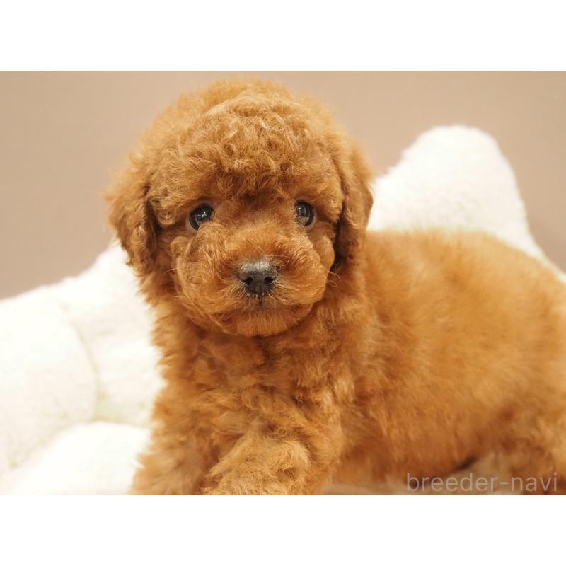 販売中の愛知県のトイプードル-442630の6枚目