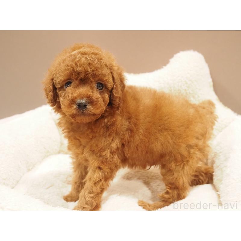 販売中の愛知県のトイプードル-442630の5枚目