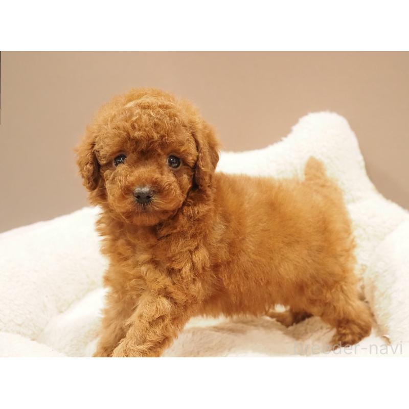 販売中の愛知県のトイプードル-442630の4枚目