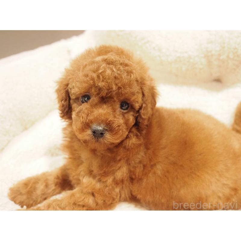 販売中の愛知県のトイプードル-442630の3枚目