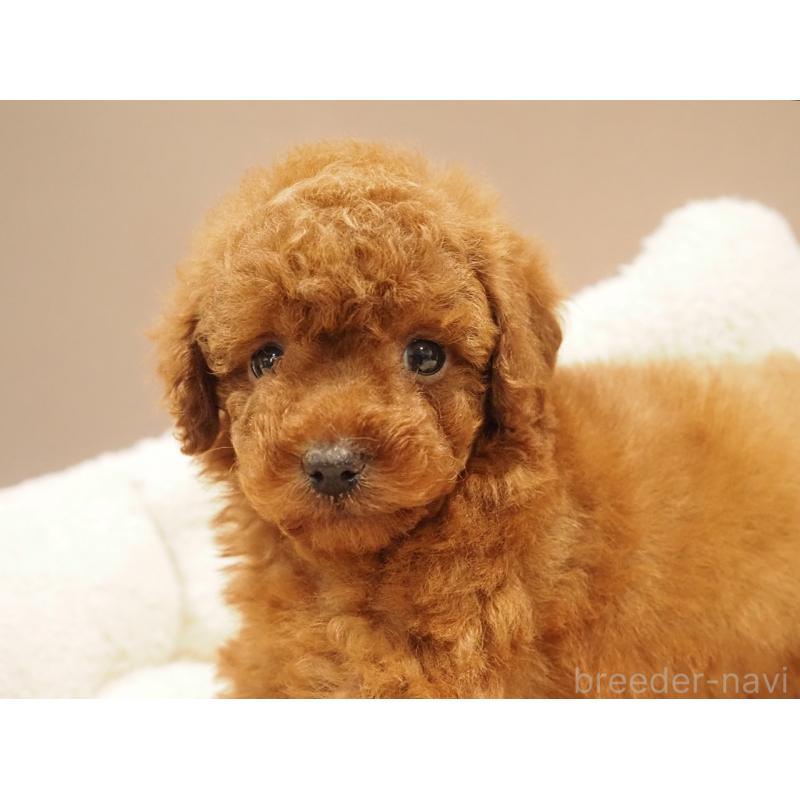 販売中の愛知県のトイプードル-442630の2枚目