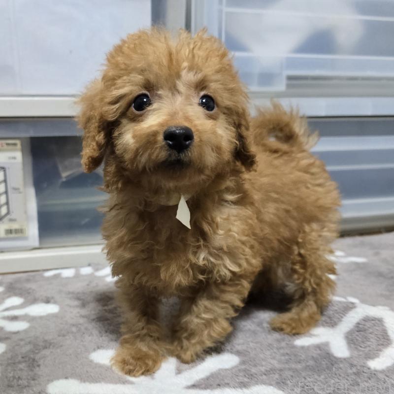 商談中の岡山県のトイプードル-430821