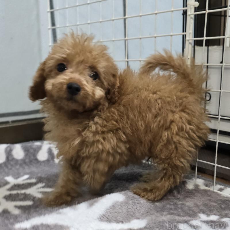 商談中の岡山県のトイプードル-430823