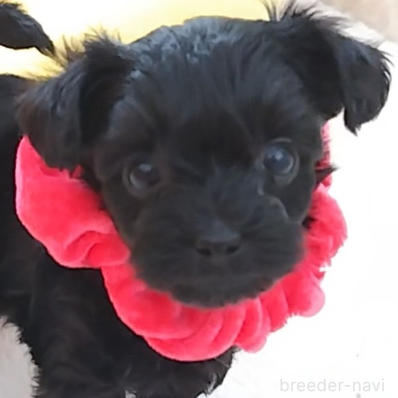 販売中の神奈川県のミックス犬-442631の1枚目