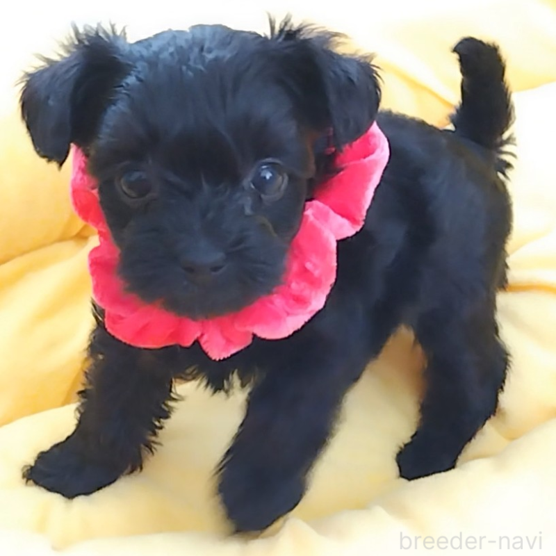 販売中の神奈川県のミックス犬-442631の11枚目