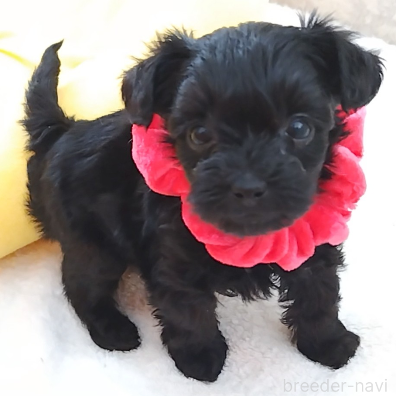 販売中の神奈川県のミックス犬-442631の10枚目