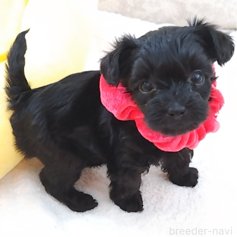 販売中の神奈川県のミックス犬-442631の9枚目