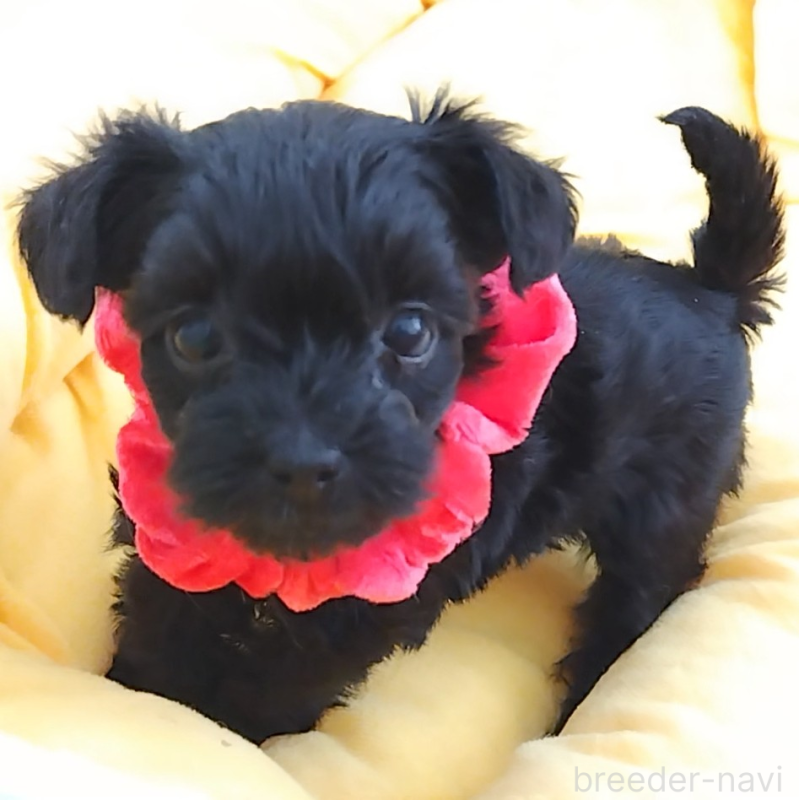 販売中の神奈川県のミックス犬-442631の8枚目