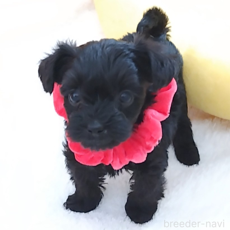 販売中の神奈川県のミックス犬-442631の7枚目