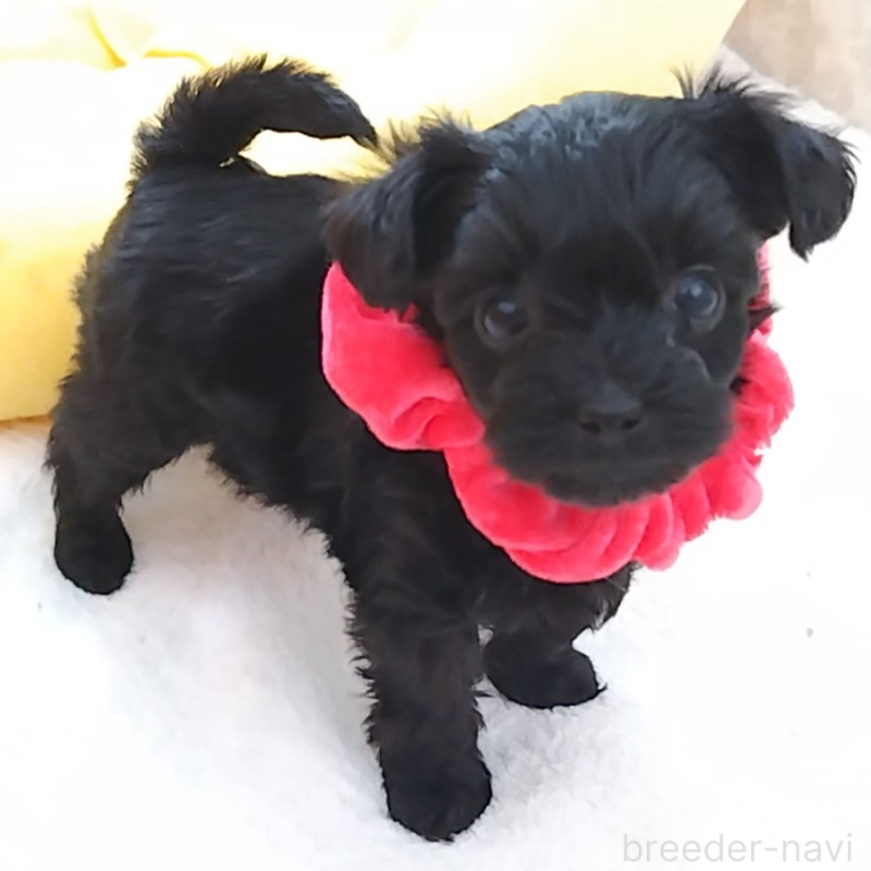 販売中の神奈川県のミックス犬-442631の6枚目