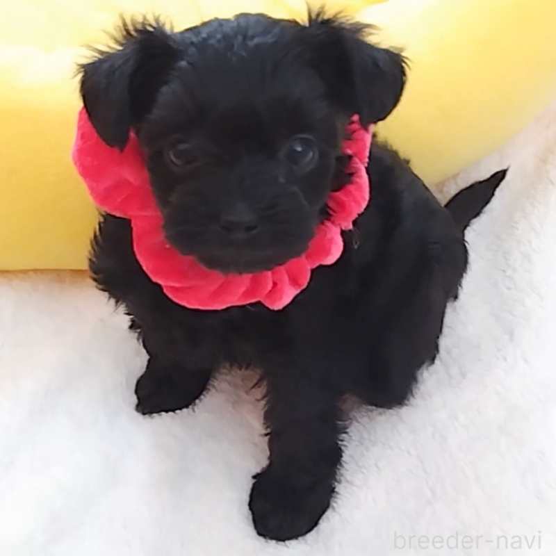 販売中の神奈川県のミックス犬-442631の5枚目