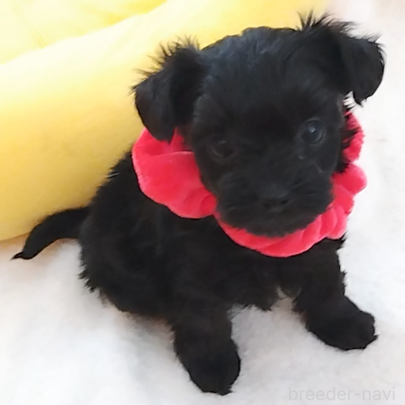 販売中の神奈川県のミックス犬-442631の4枚目