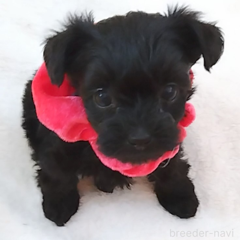 販売中の神奈川県のミックス犬-442631の3枚目