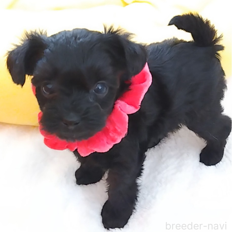 販売中の神奈川県のミックス犬-442631の2枚目